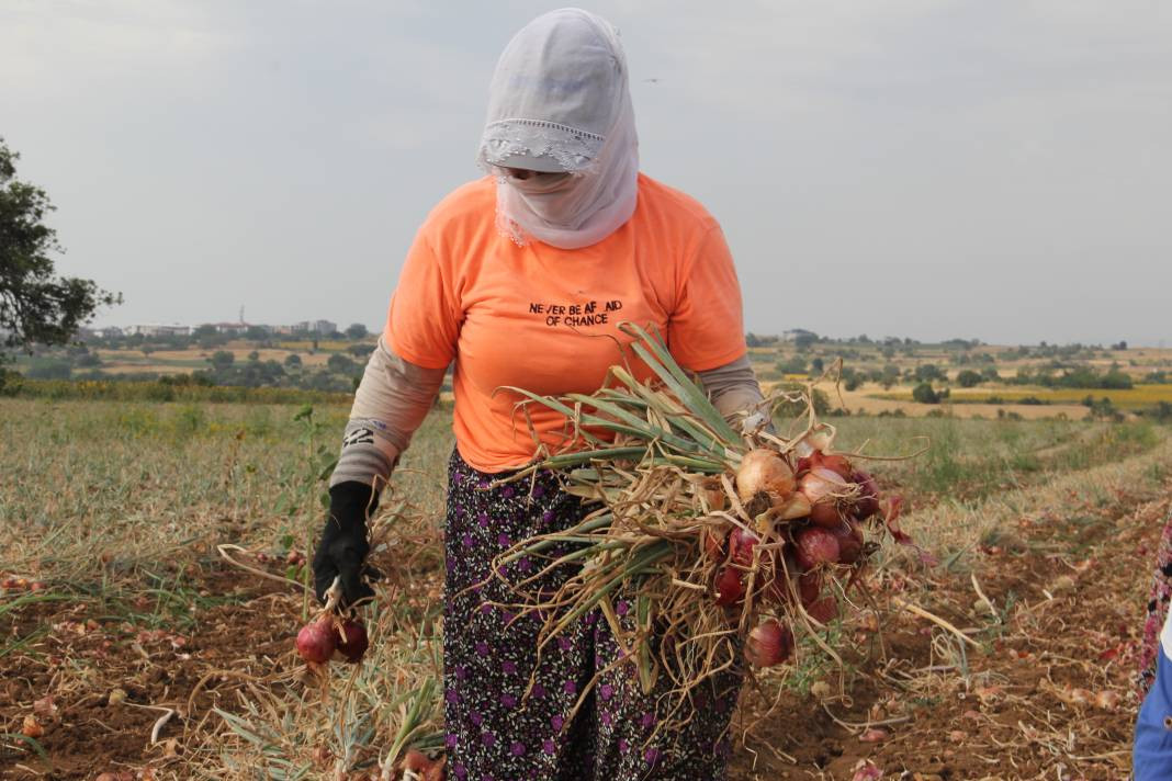 Hasadı başladı kilosu 30 TL. Şafak vakti toplanıyor Kansere kalkan oluyor - Resim: 6